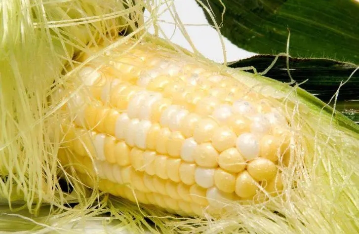 玉米根的功效作用 玉米根根熬水喝是治什么的